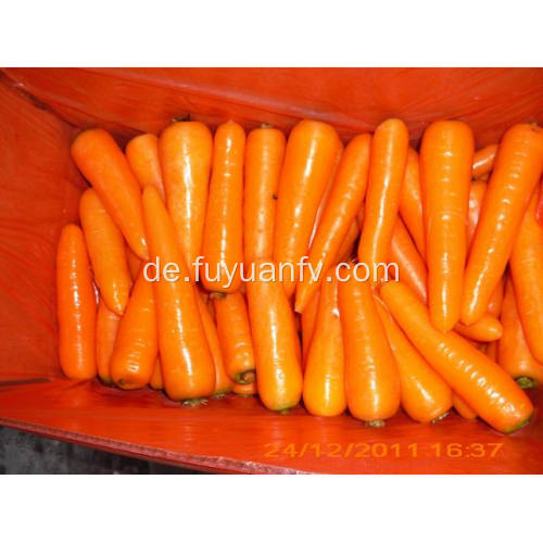 Frischer Shandong-Karottenanfang